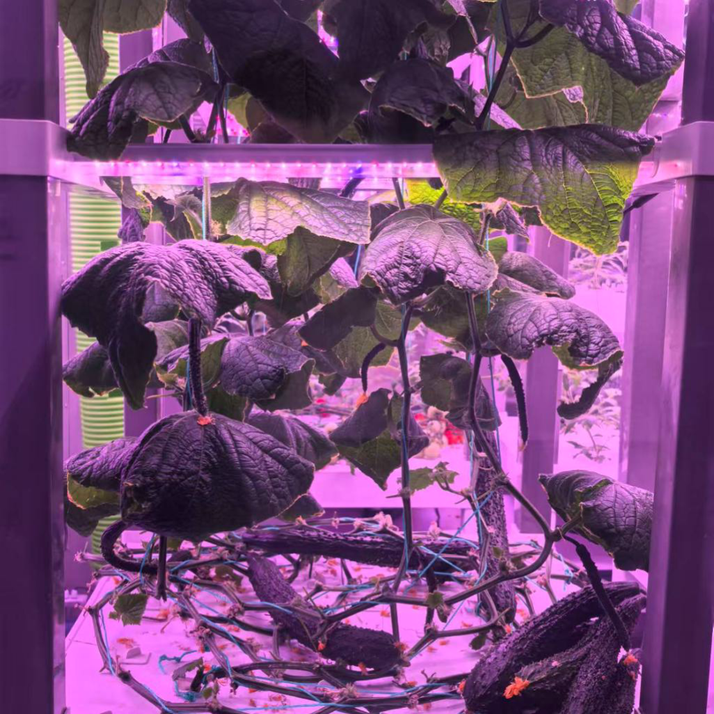 nt China Hydrokultur Grow Box  - đánh giá và giá Diy Home Automation System